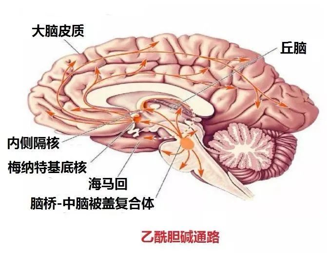 抗精神病藥的療效與副作用機制③