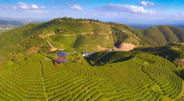 紫金县龙窝镇承龙嶂茶园.黄赞福 摄