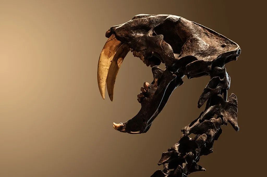 毁灭刃齿虎巨剑战士的盛衰