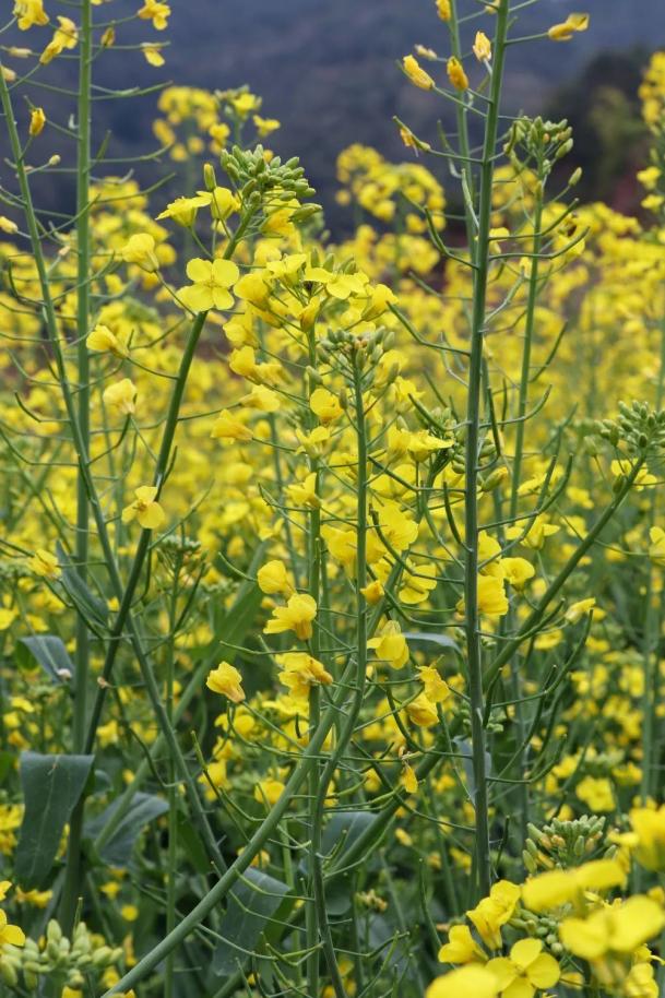 孩童的嬉笑声百米外传来蜿蜒于山岭之间这里的油菜花/西庄镇罗弄村