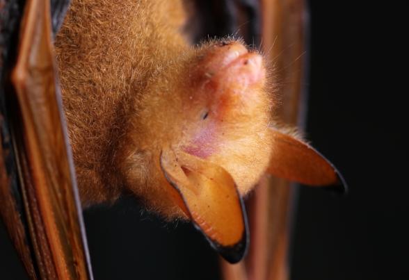 这种蝙蝠因颜色艳丽 被誉为"安徽省最美蝙蝠"