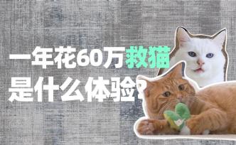 上海夫妇十年救助数百只小动物，用爱心架起生命桥梁