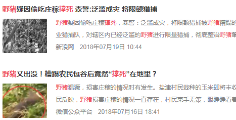 农民自费100多万成立护农狩猎社，1年捕杀300头野猪