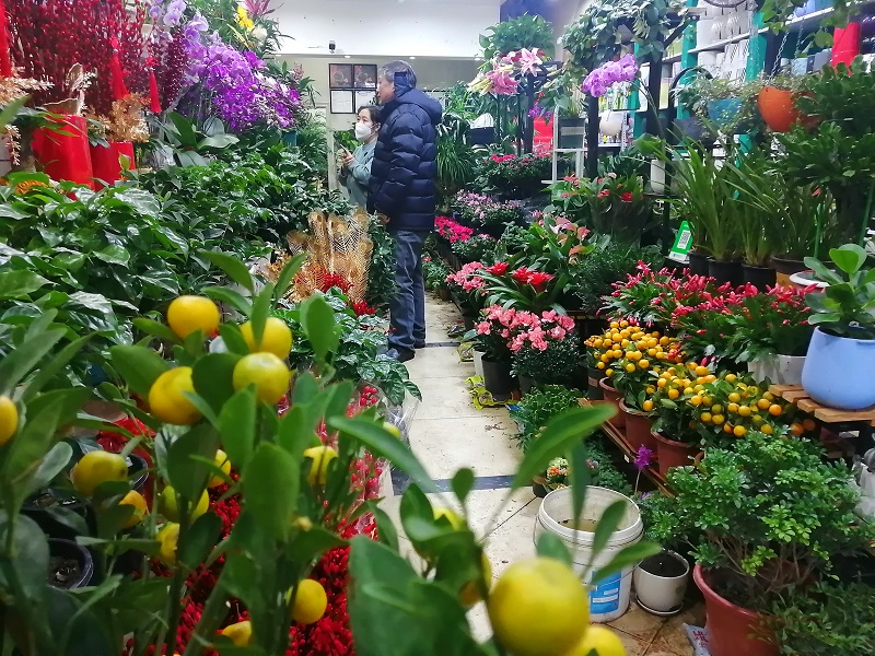 黑龙江海伦市:春季花卉市场火爆热销