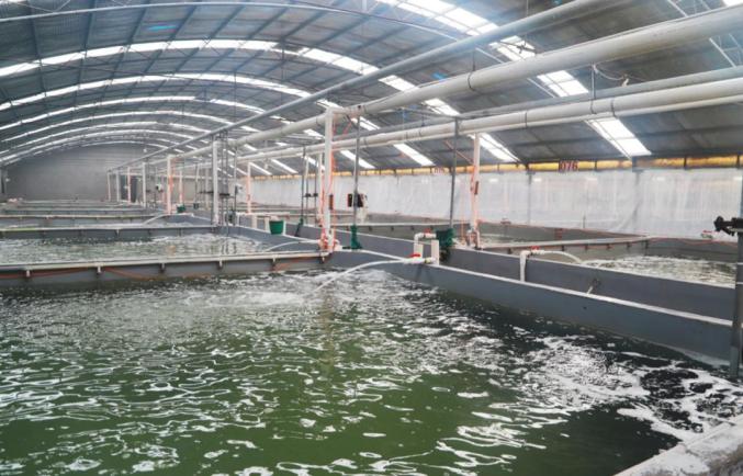 据介绍,金汇水产将会建设一个以石斑鱼为主的养殖基地,打造一个有自己