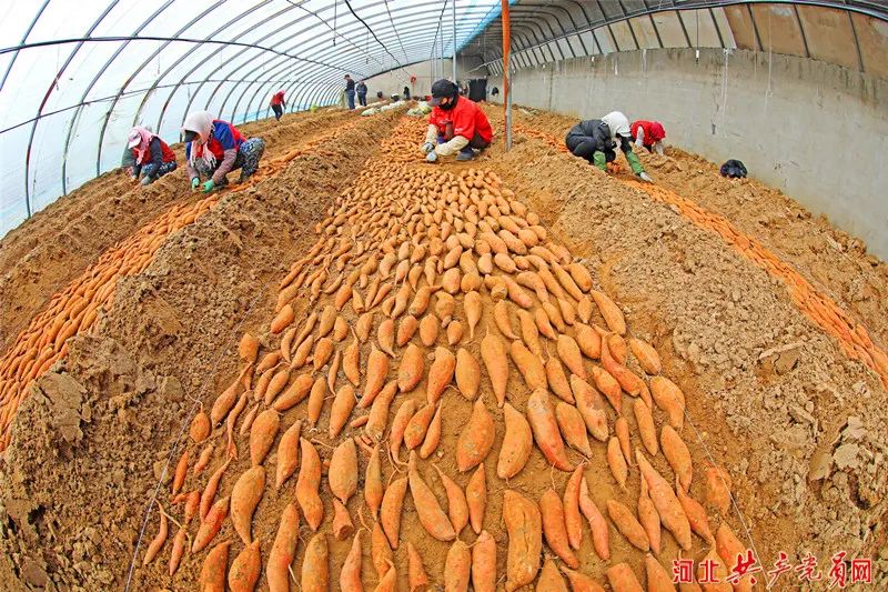河北滦南红薯育苗忙