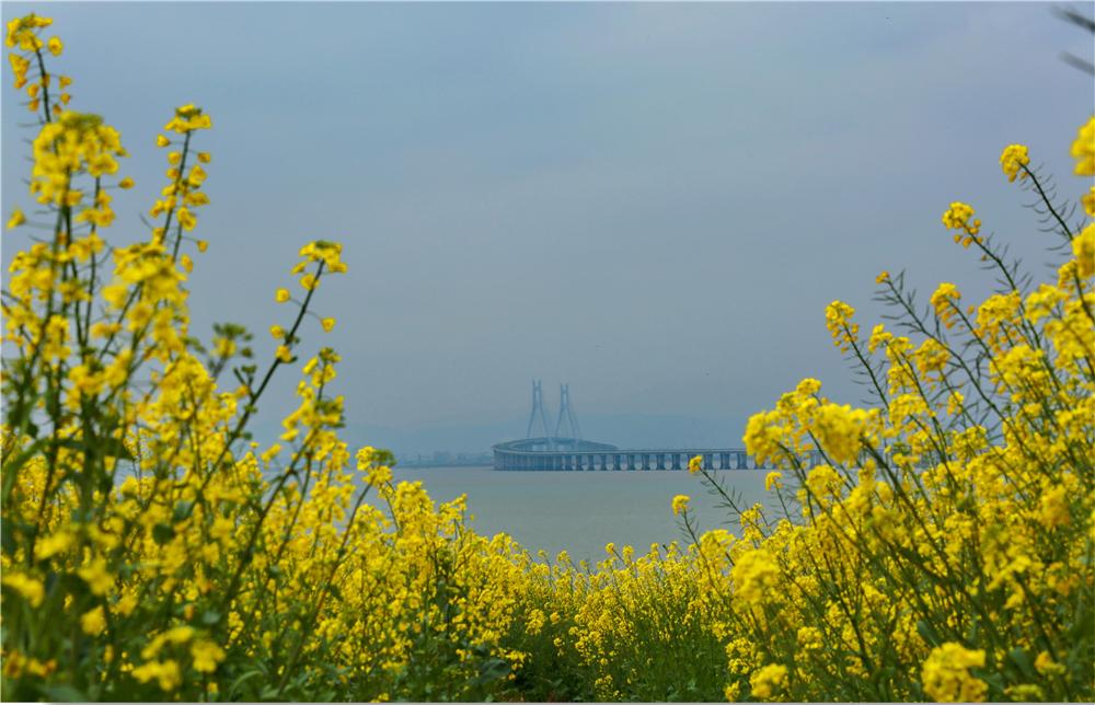 温州成了花花花花花花海!