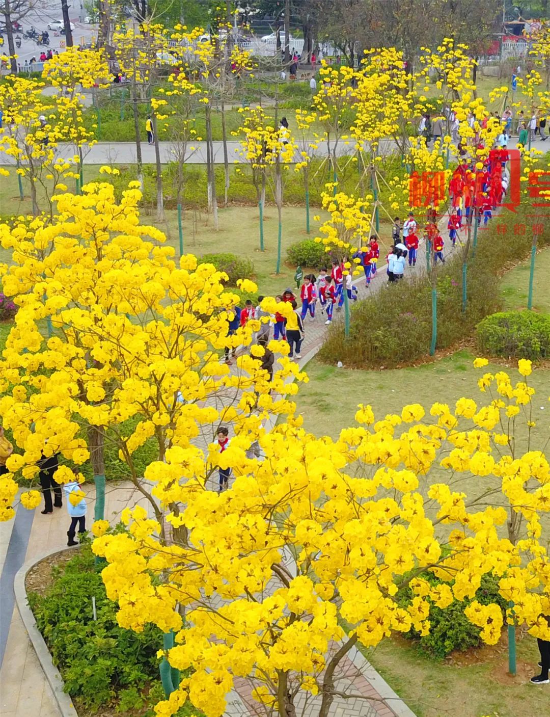 今年2月柳州气温颇高,各类花卉的花期纷纷提前,人们赏花的心也开始