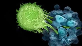 《自然》：免疫细胞又被癌细胞利用了