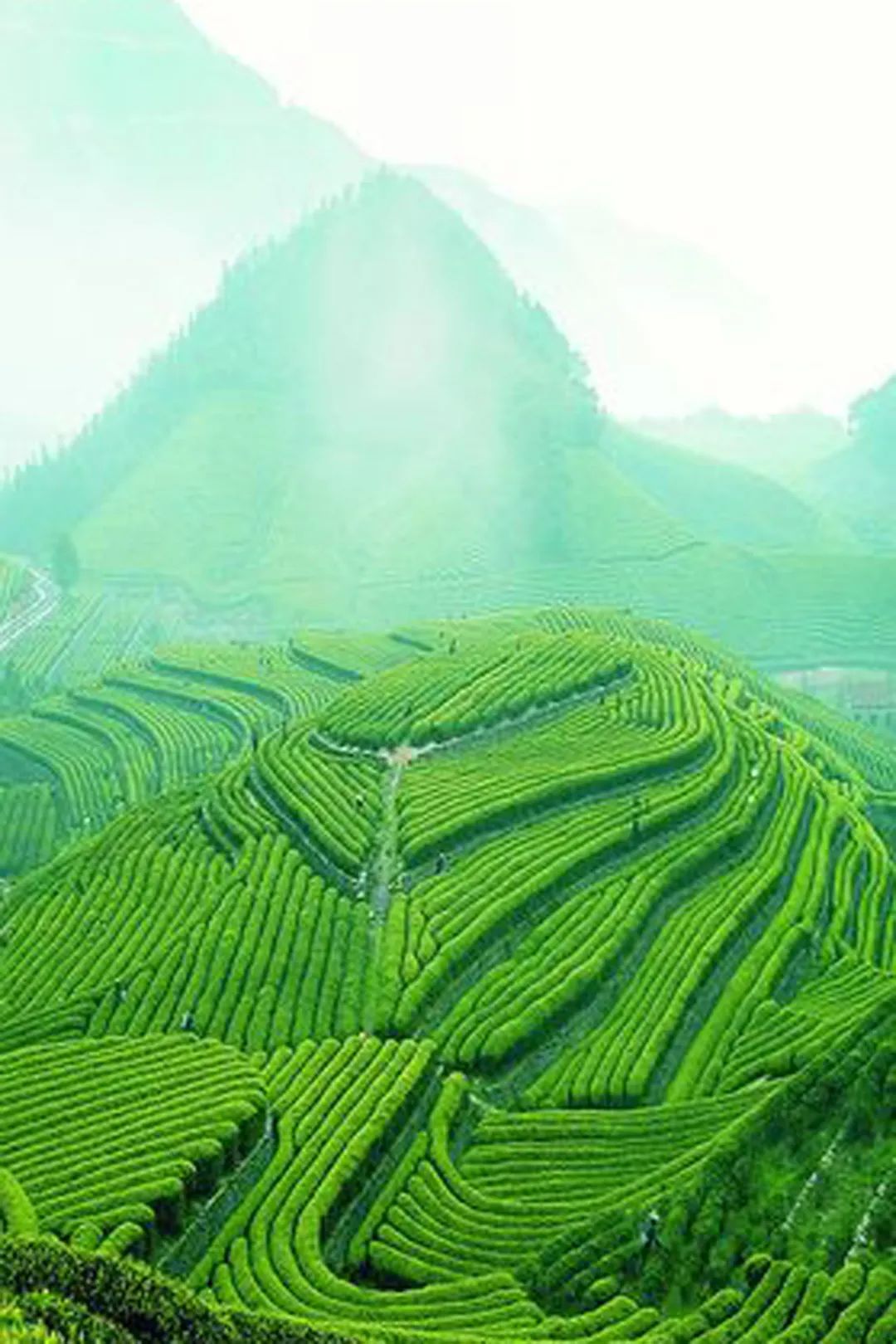 暖阳之下,在乌云山茶叶公园,在茶叶谷,赏那满园春色,饮一壶英山云雾茶