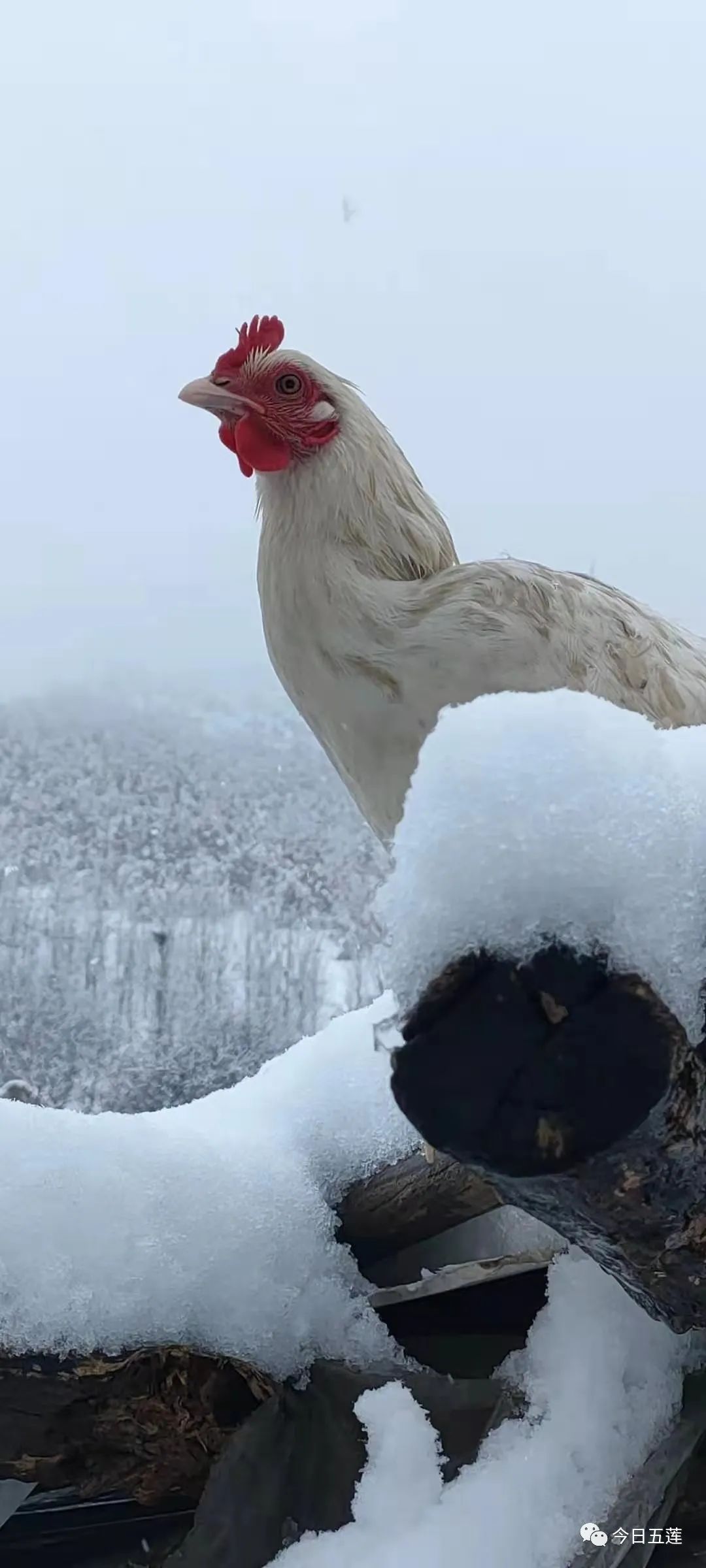 牛年首雪!五莲超高颜值雪景又刷屏了!