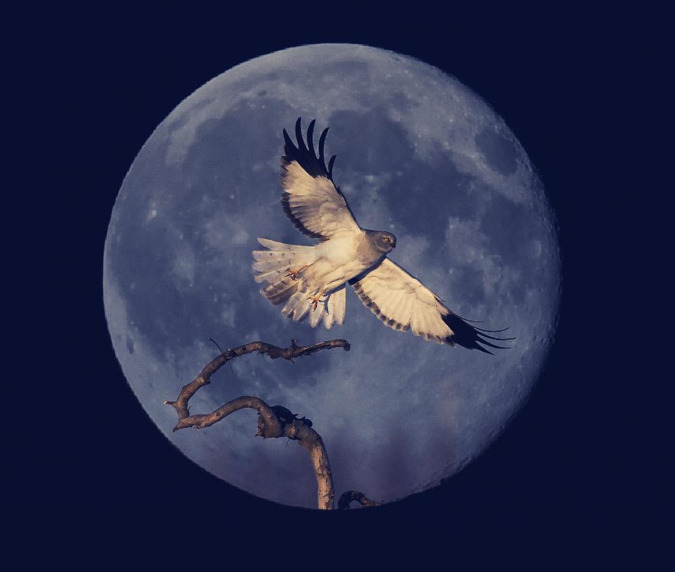 真美今晚你抬头望月了吗来看我市摄影家从各地拍回的大片