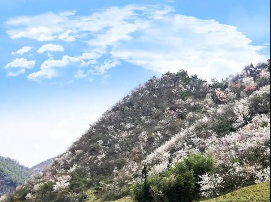 大幕山的山間花色更加有層次感,山頂盛放萬畝的野櫻花群,半山矗立萬畝