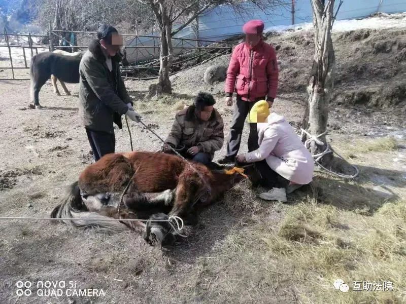 土乡法官借助亲子鉴定巧断马案