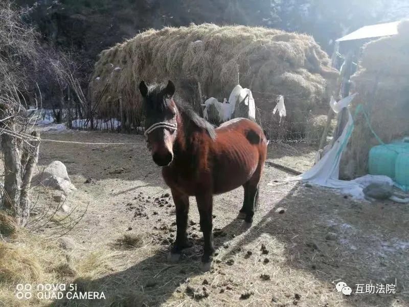 土乡法官借助亲子鉴定巧断马案