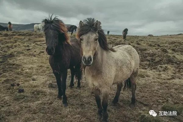 土乡法官借助亲子鉴定巧断马案