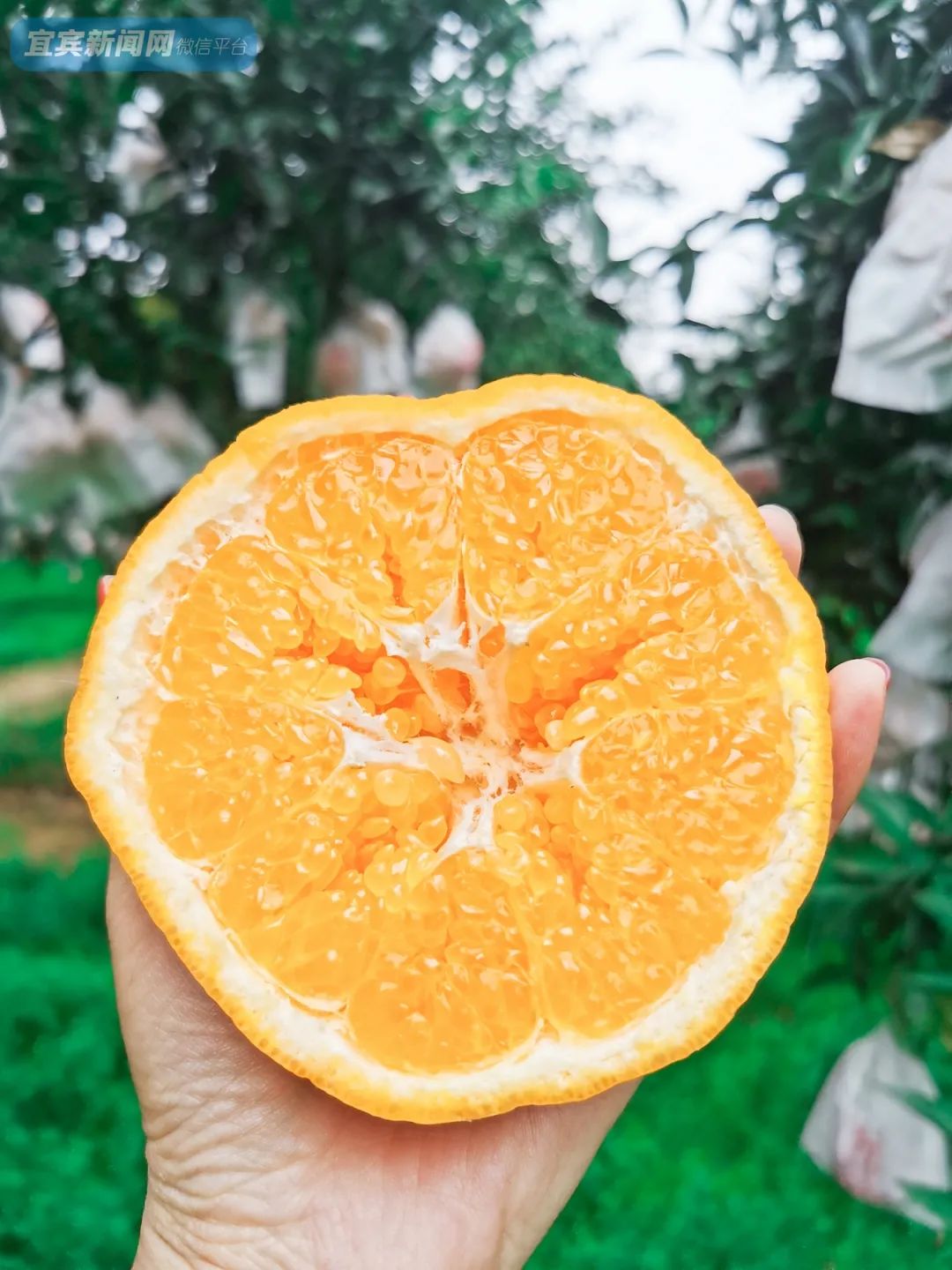 1年只卖1次宜宾这种贵族耙耙柑儿来了又甜又爆汁