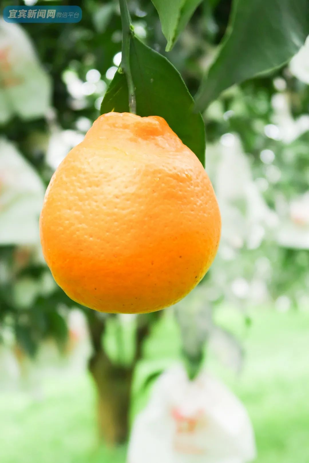 1年只卖1次宜宾这种贵族耙耙柑儿来了又甜又爆汁