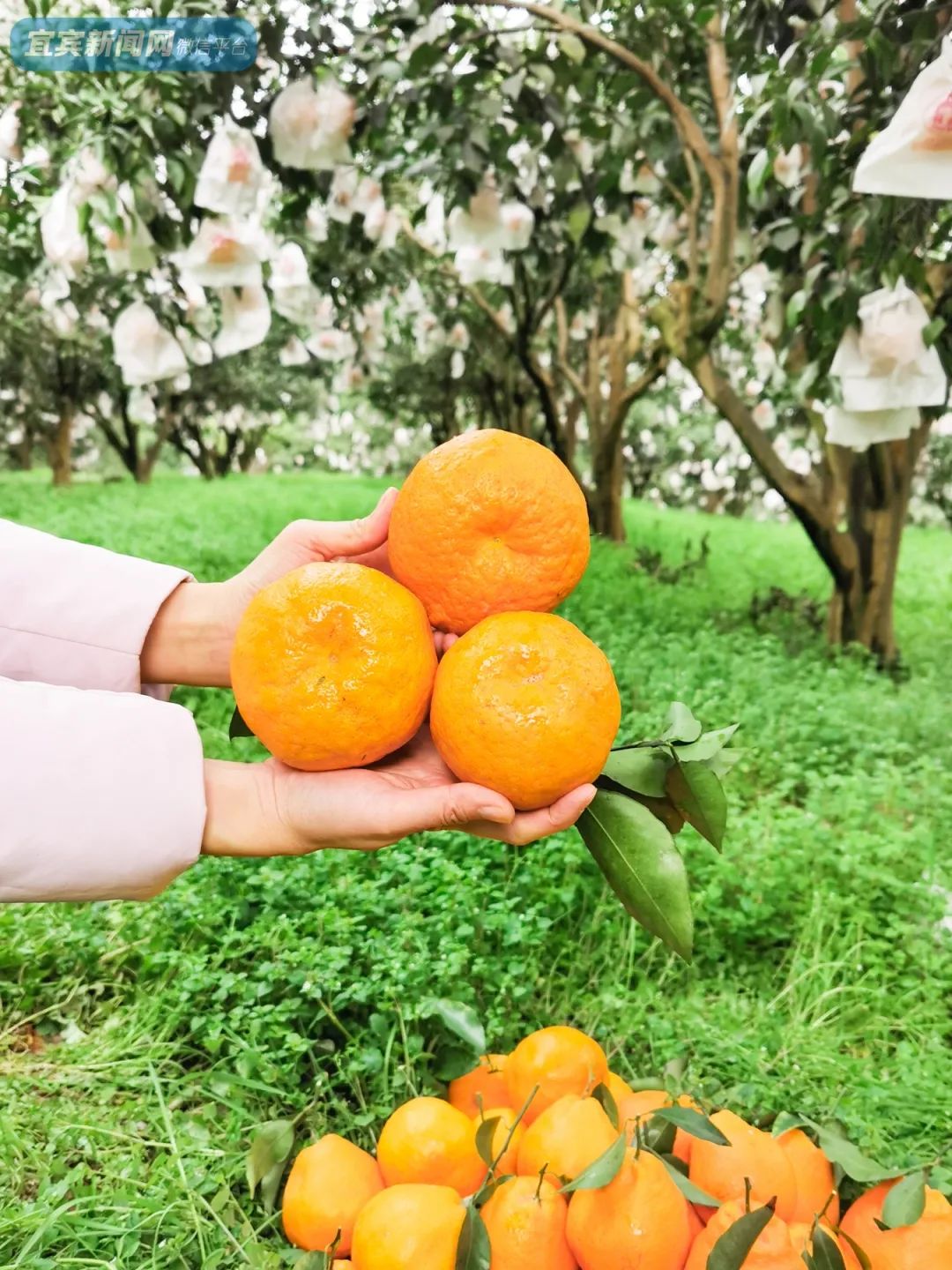 1年只卖1次宜宾这种贵族耙耙柑儿来了又甜又爆汁