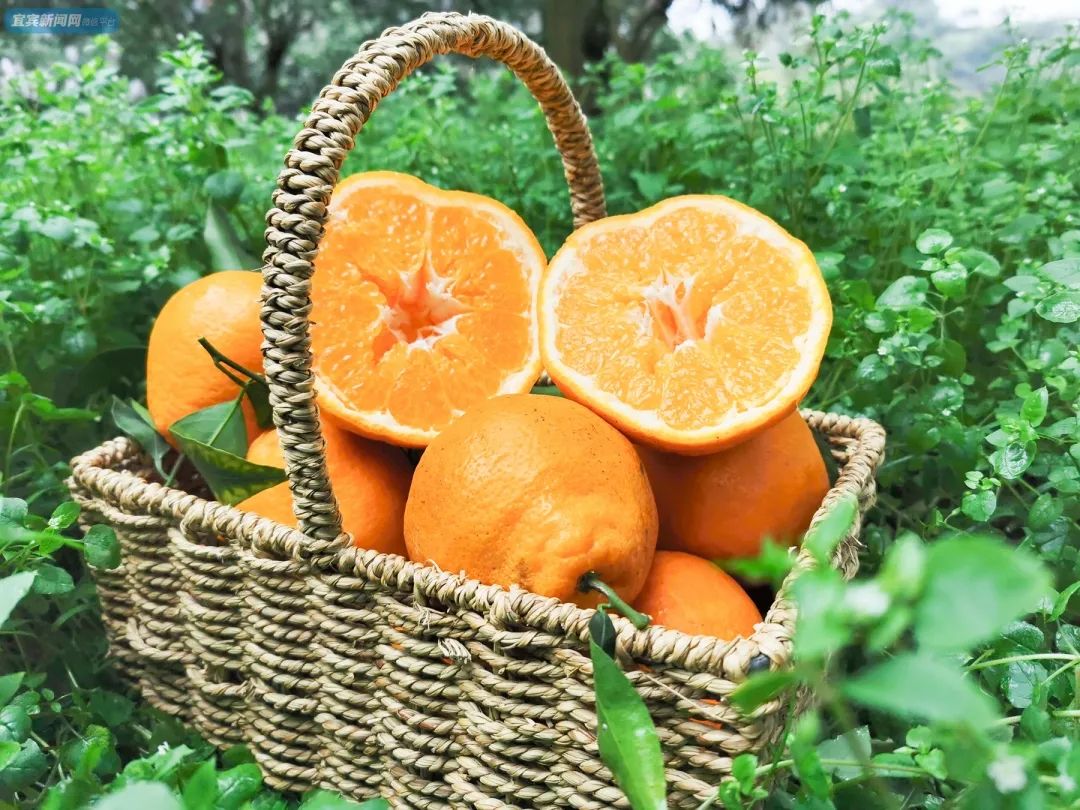 1年只卖1次宜宾这种贵族耙耙柑儿来了又甜又爆汁