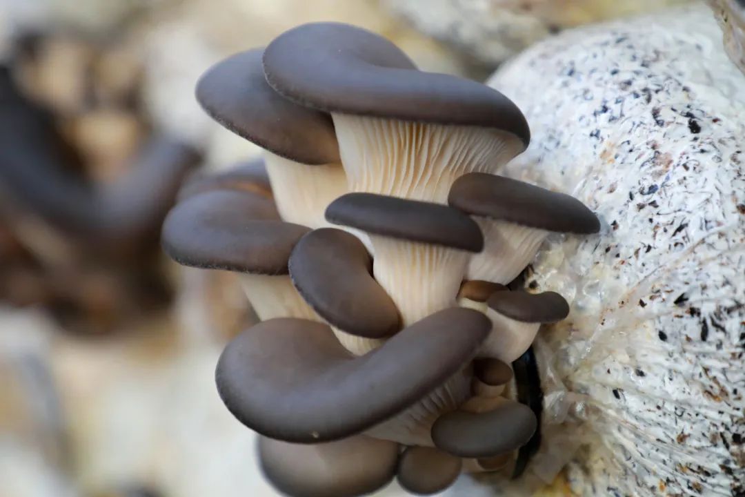 人勤春来早河谷村民春耕忙