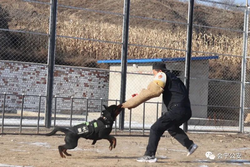 會寧公安警犬基地┃訓練訓練再訓練