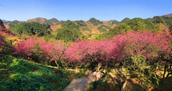 美人梅盆景