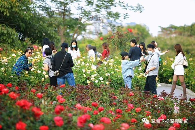 怎么也飞不出这fafa的世界深圳春季赏花指南来啦