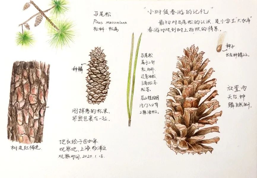 2021上海国际博物科学绘画展将于3月3日在上海辰山植物园首展