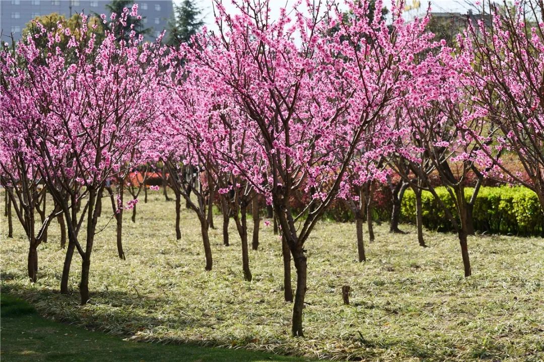 申城美人梅迎风盛开但ta其实不是梅花