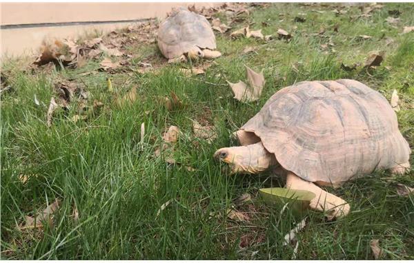 龟龟郊游记沐浴阳光好舒服