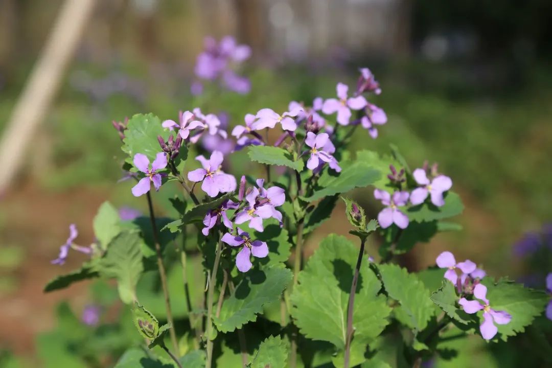 滬上部分公園二月蘭悄然開放不僅好看還是美味擔當