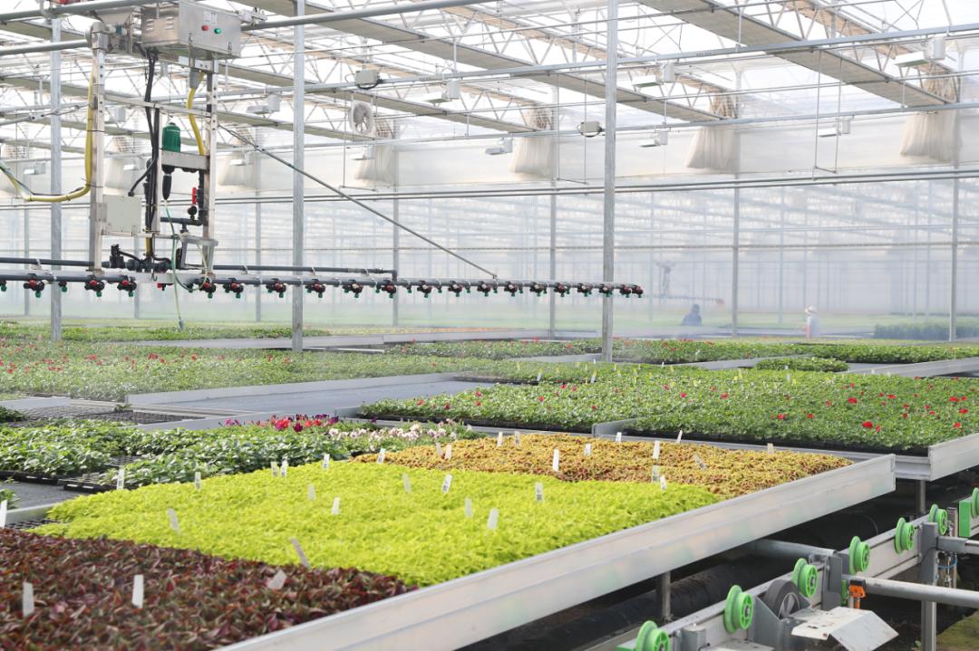 身边的花博崇明这间超大花卉工厂1小时能播种20万粒