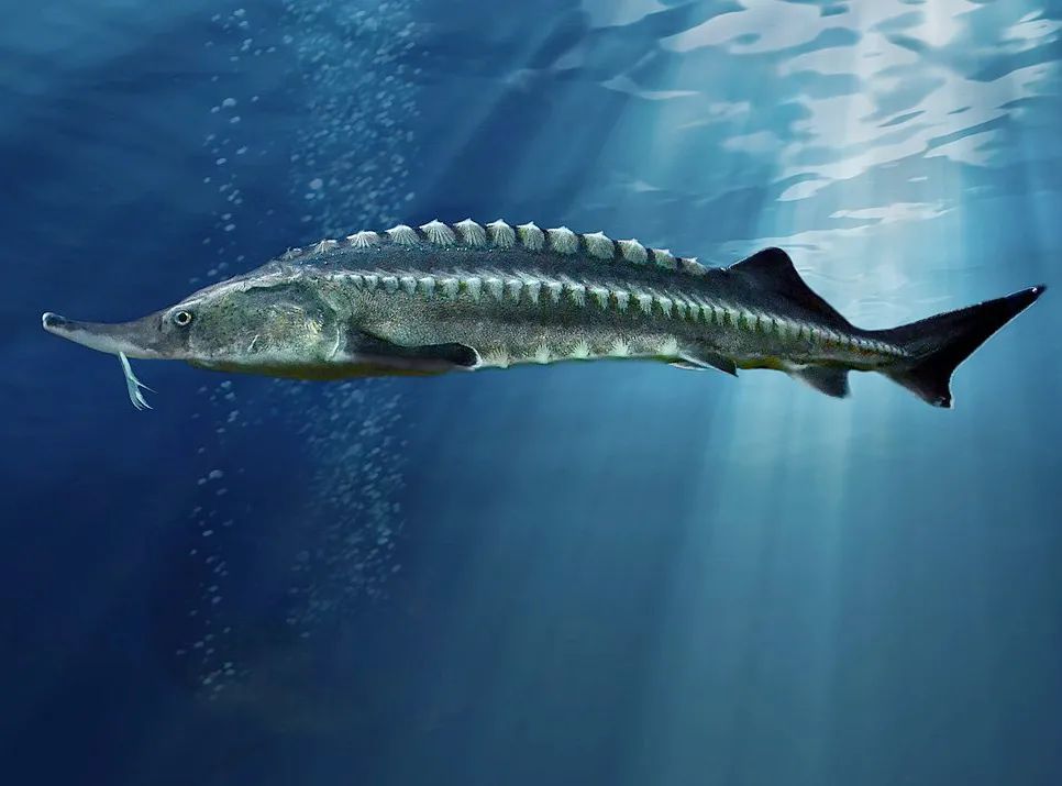 贵比黄金俄罗斯黑帮盯上它了