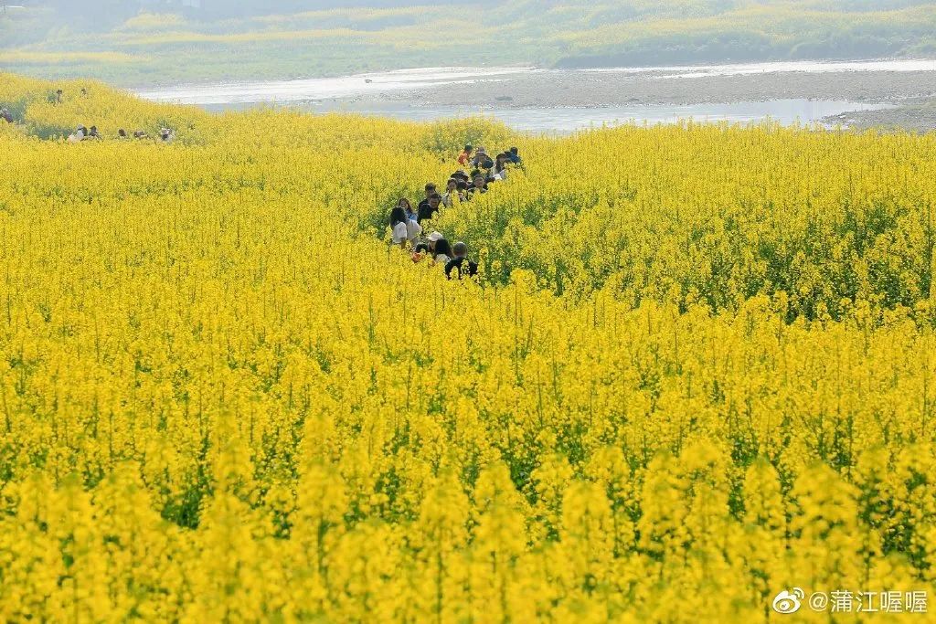 成都西南小水鄉藏了一個油菜花千島湖