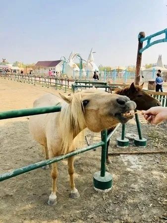 天津光合谷是一處溼地公園,園內有動物園,遊樂場等,非常適合帶小朋友