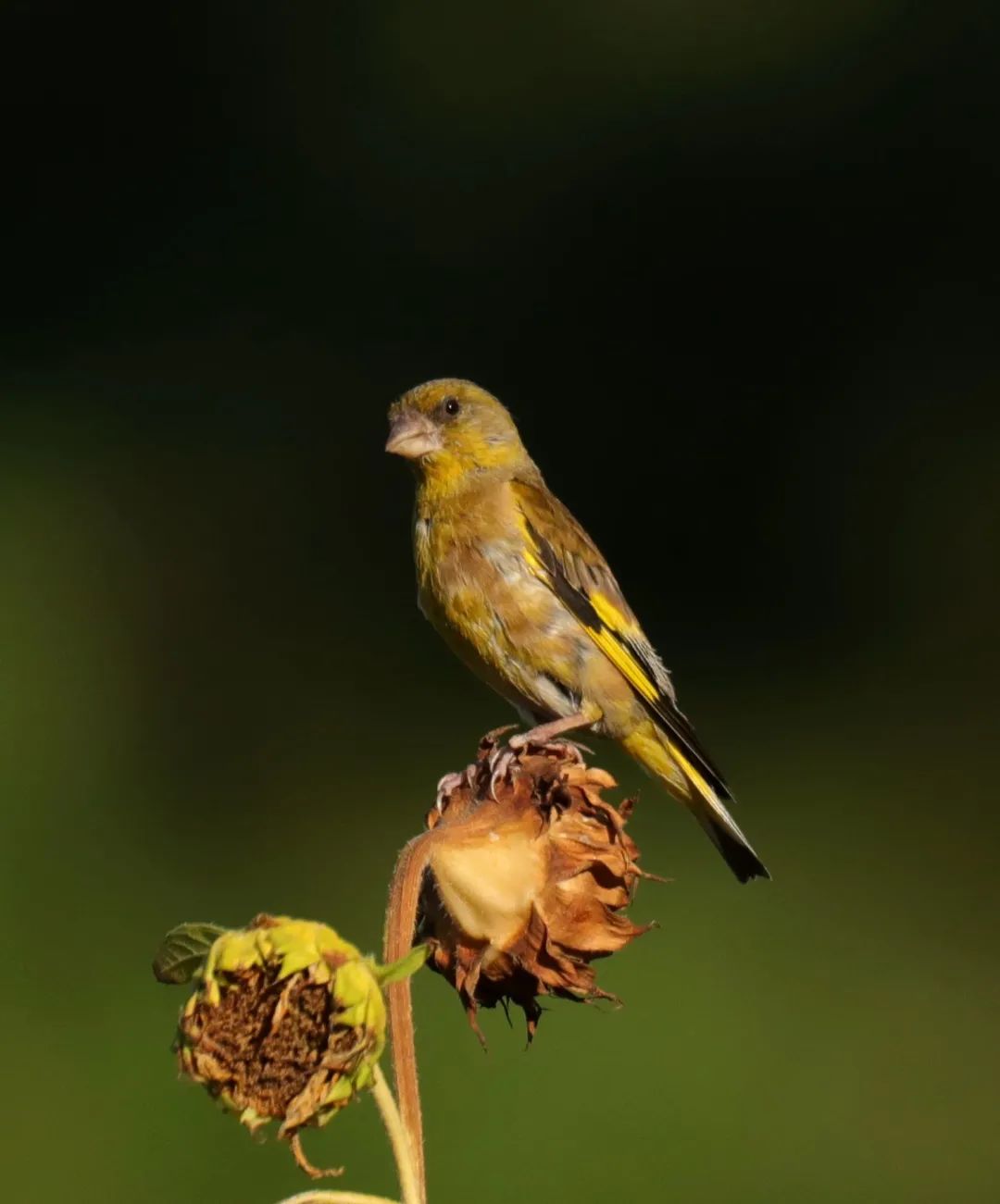 不是囚笼金丝雀,这是自由的小精灵!去大同的公园里找找ta