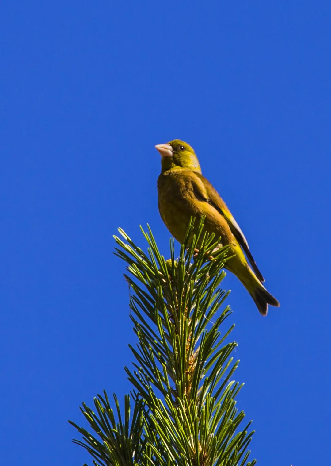 不是囚笼金丝雀这是自由的小精灵去大同的公园里找找ta