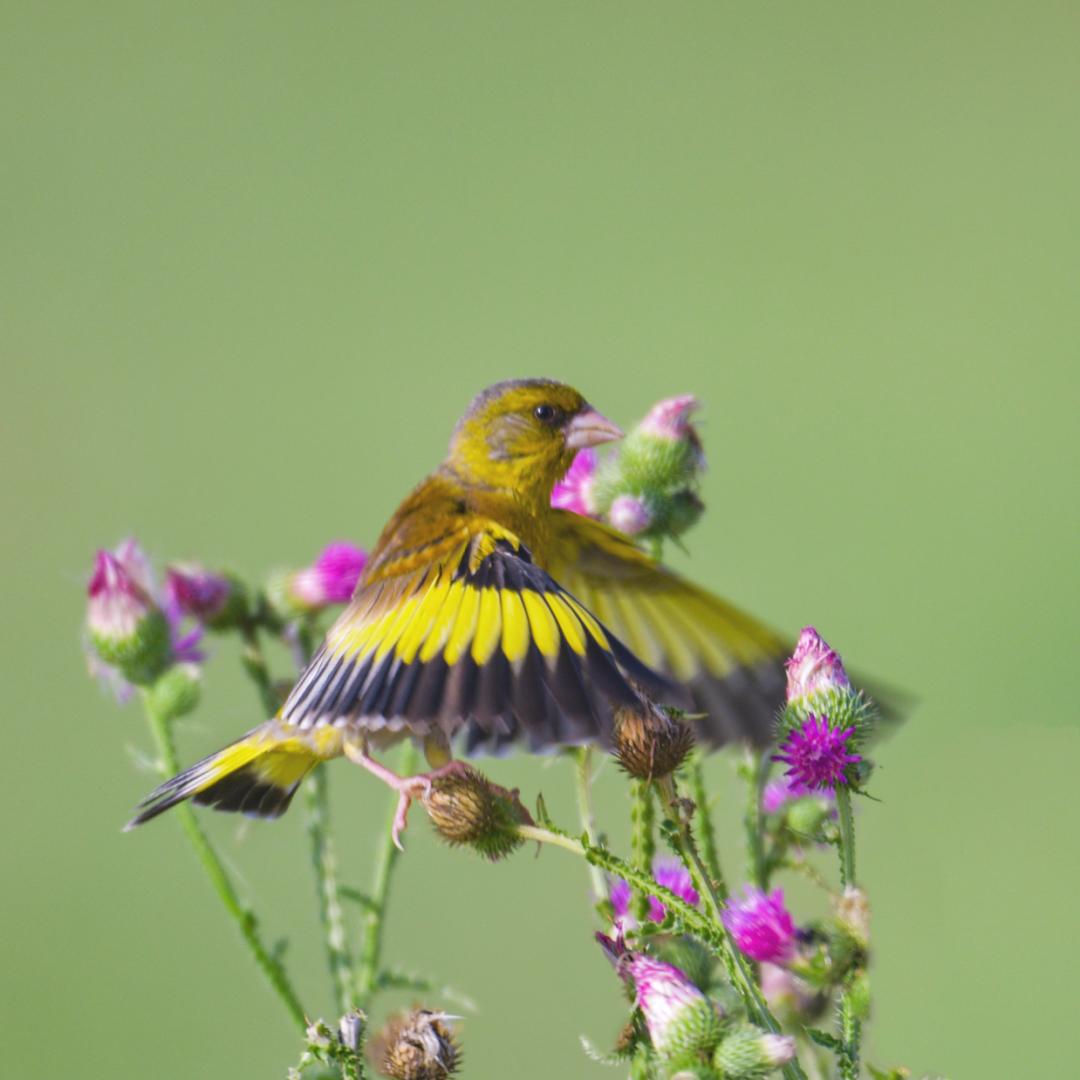 叫声单调清晰而尖锐两翅扇动很快,常发出呼呼声响金翅雀飞翔迅速红果