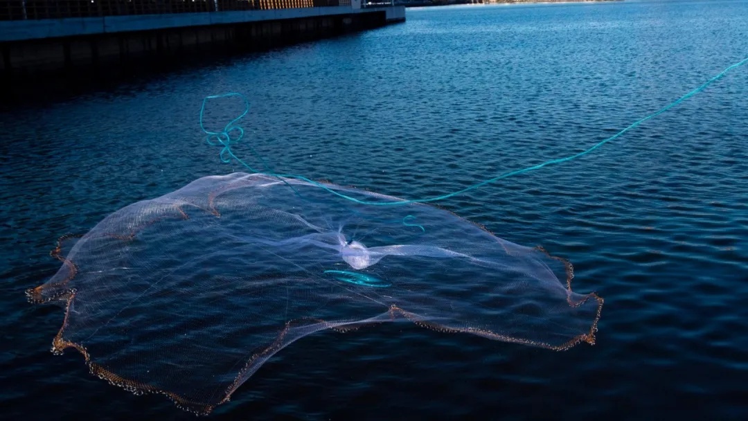 白鳍豚保护区内电拖网捕鱼,这伙人栽了|今晚九点半