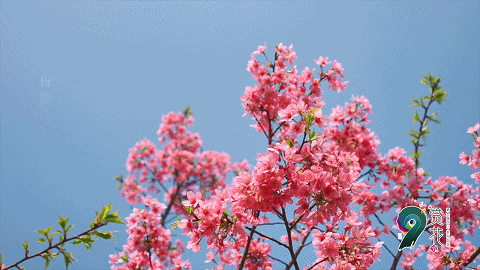 美爆崇州花海新闻联播点名推荐你确定不来