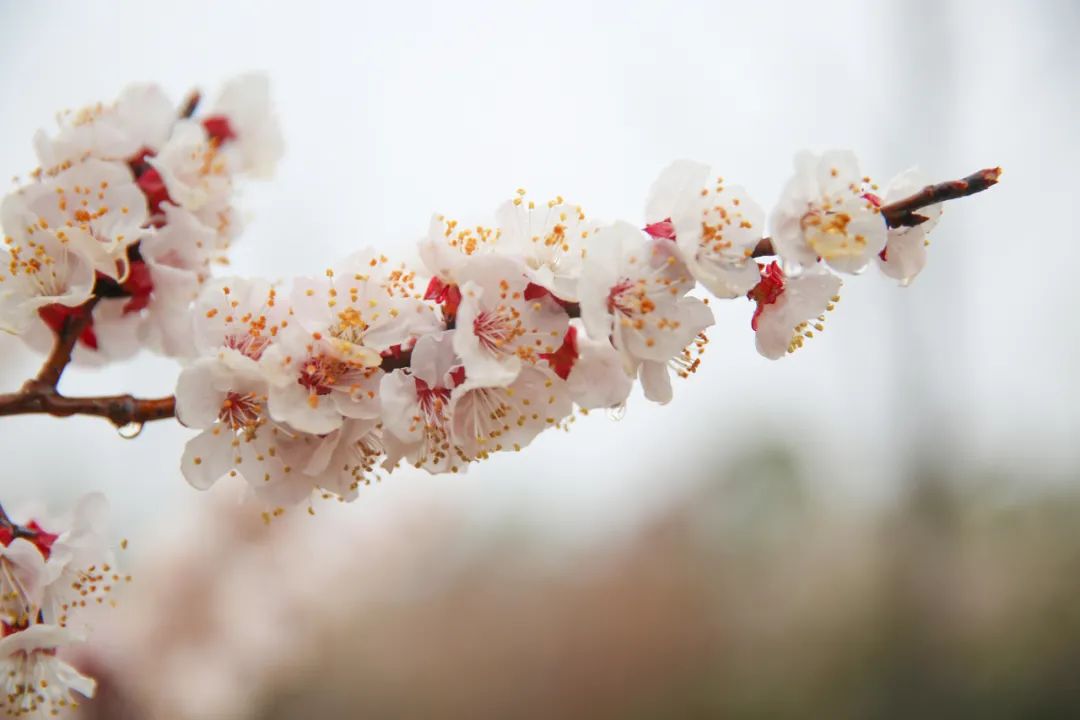 都被春雨打的湿润,还有那竹子的叶子,春天萌发的柳絮,盛开的花儿,在