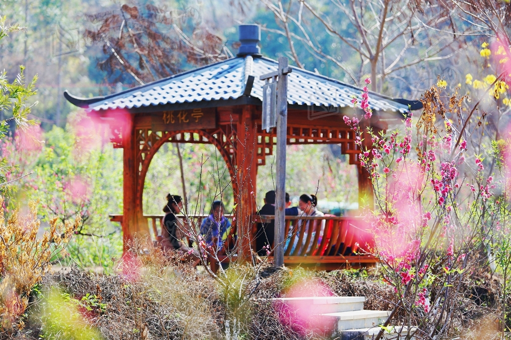 丰顺县丰良镇三山村桃花溪百花绽放.