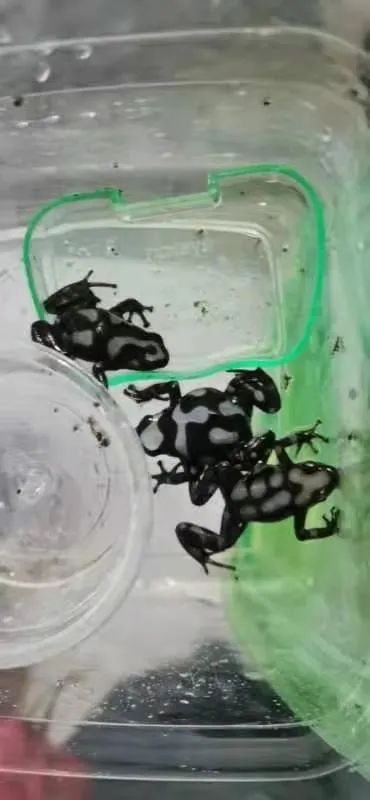 与这三只迷彩箭毒蛙一起被移交给吉林市野生动物保护协会的,是3只身背