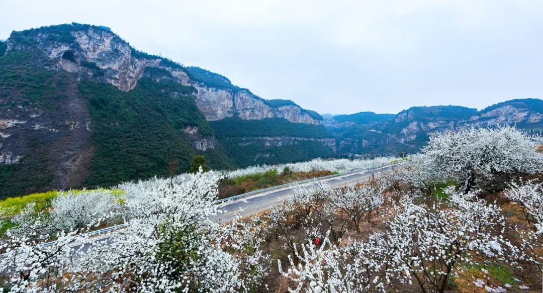 泸州西岸阳光花海图片图片