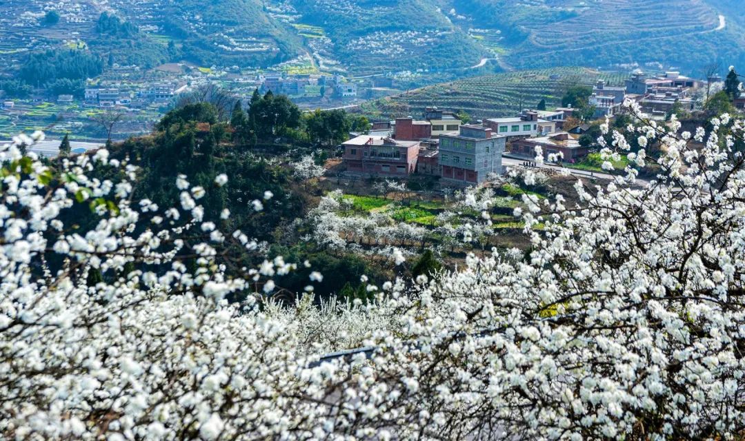 泸州西岸阳光花海图片图片