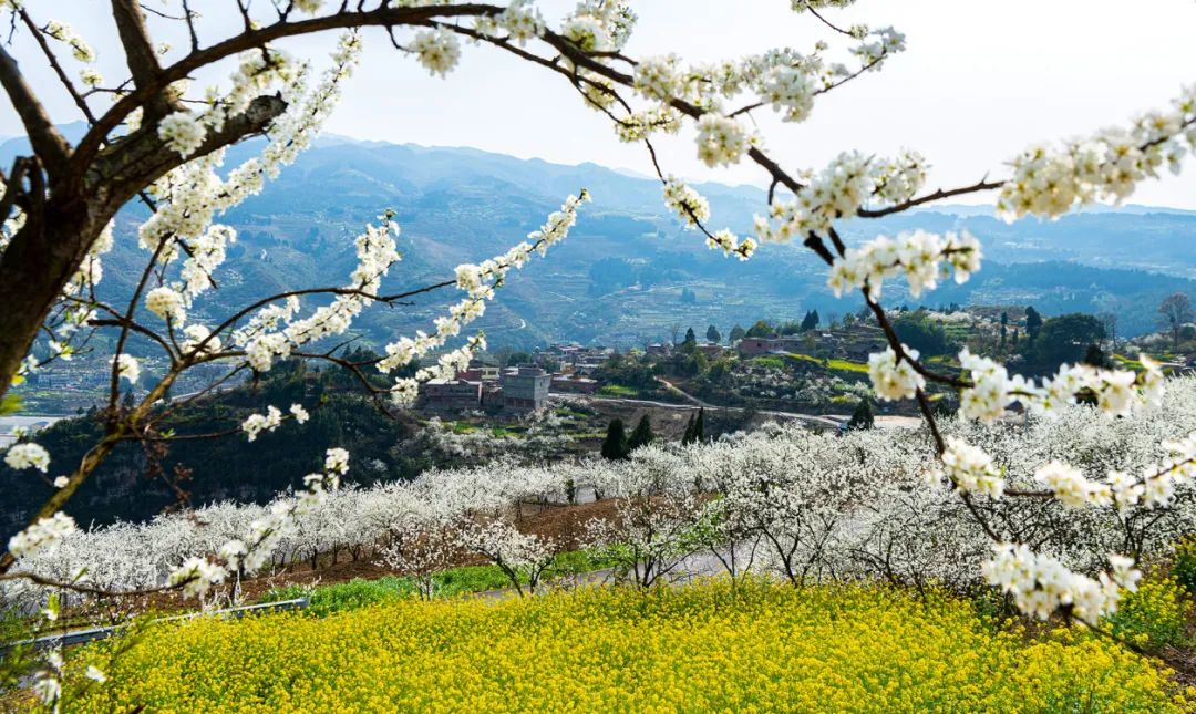 泸州西岸阳光花海图片图片