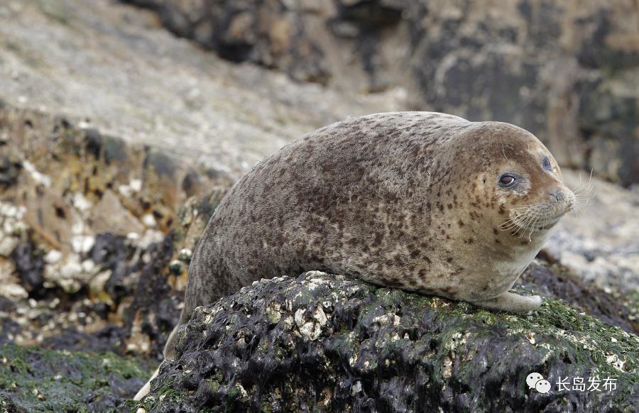 国际海豹日保护我方豹可爱