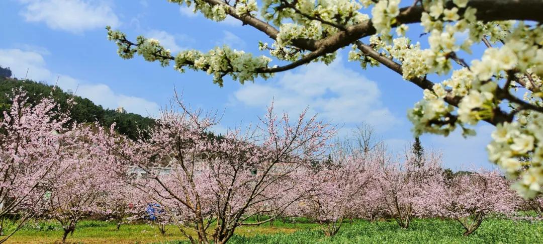 去十里桃花谷 听花开的声音