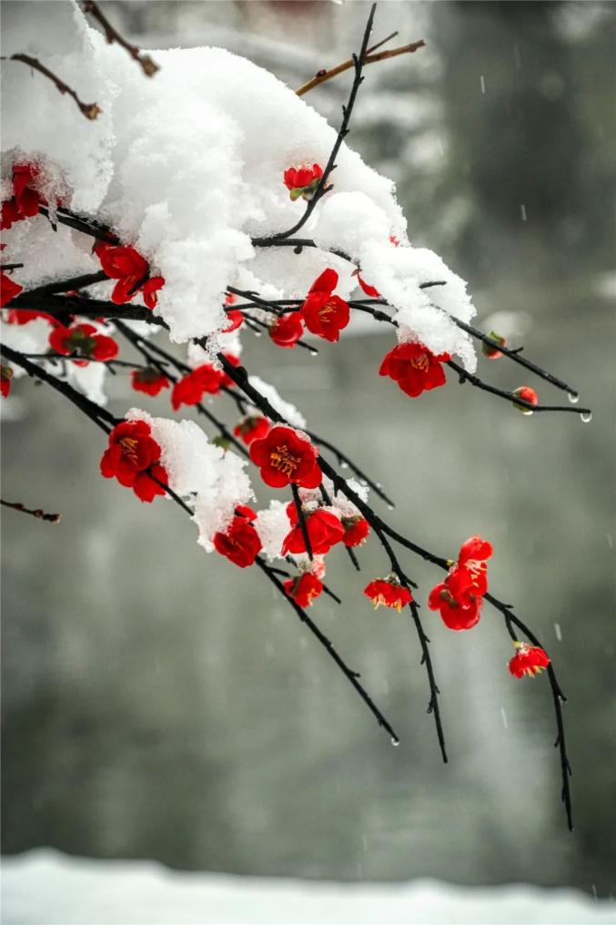 雪花盛开在临朐瑞雪兆丰年